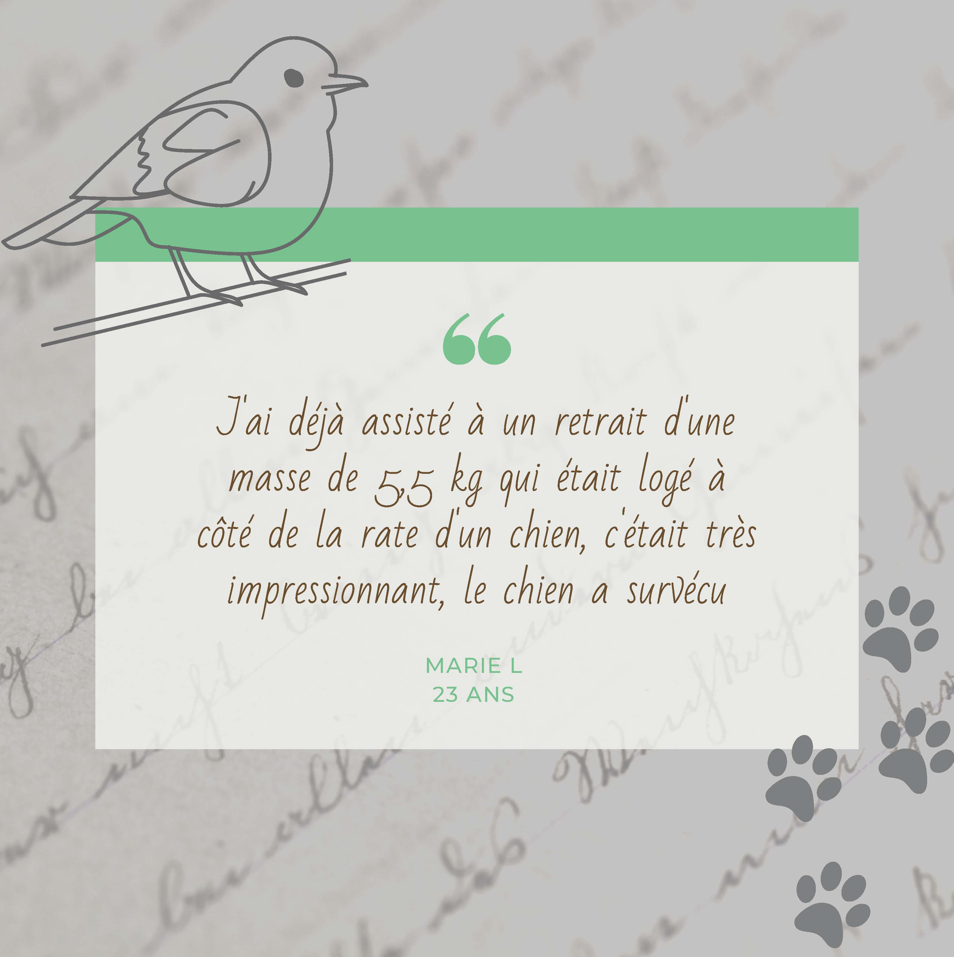 experience assistante veterinaire Rouen